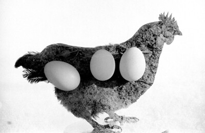 Double exposition poule et œufs